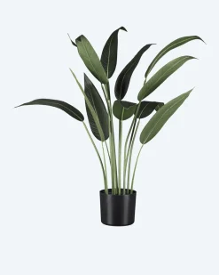 Wassercanna im Topf